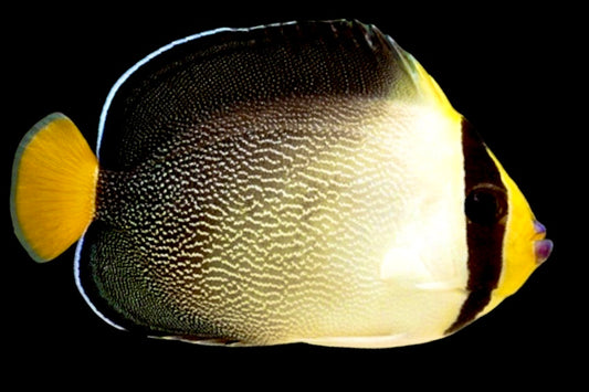 Singapore Angelfish Size: L  4" to 5"