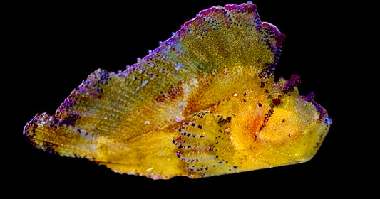 Golden Leaf Fish Size L: 3" to 4"
