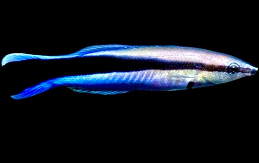 Blue Cleaner Wrasse Size: L 1.75" to 2.0"