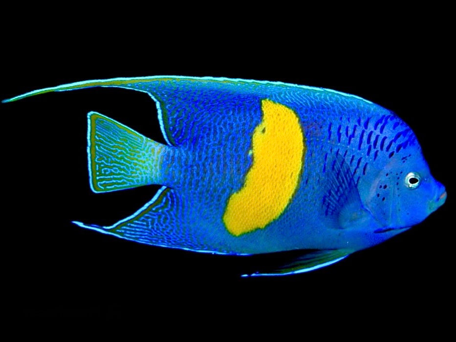 Maculosus Halfmoon Angelfish Size: ML 4" to 5"