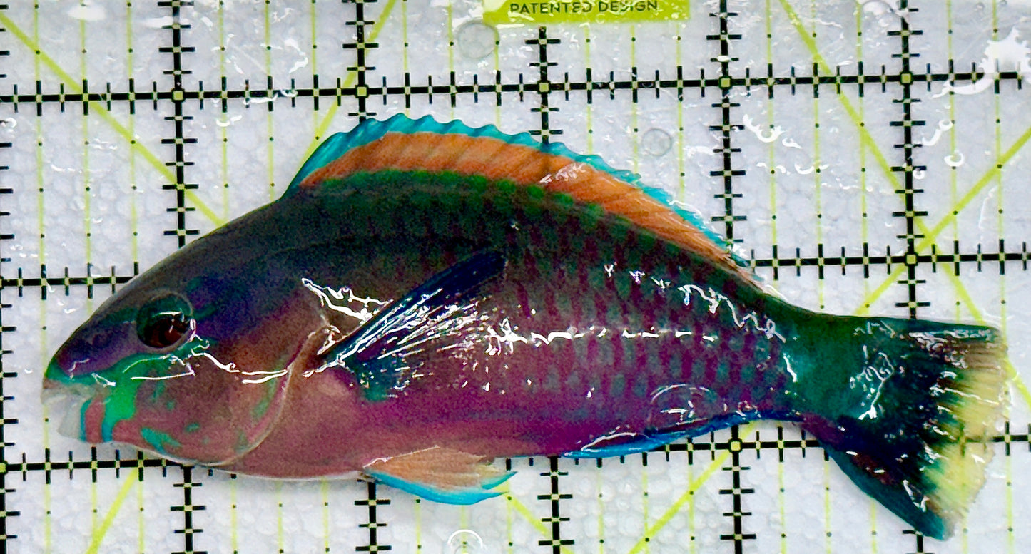 Princess Parrotfish PP101002 WYSIWYG Size: XL 5.25 approx