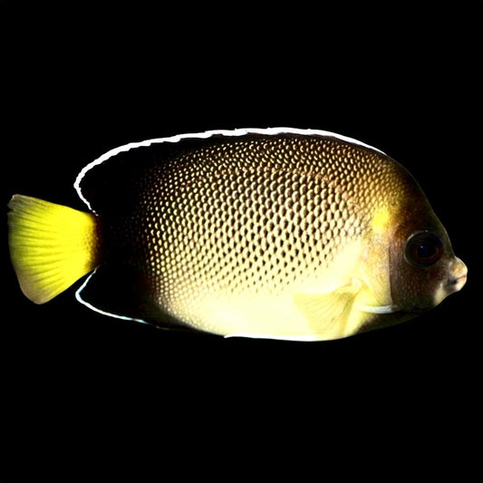 Cream Angelfish Size: S 2" to 2.5" - Violet Aquarium 