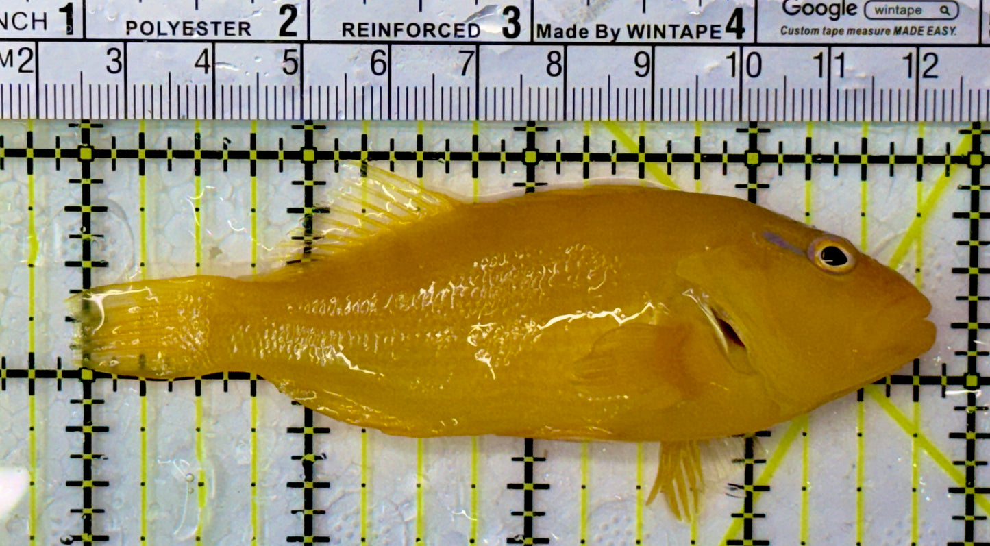 (Tahitian) Lemon Yellow Golden Hawkfish Size: XXL/Show 4" and Above