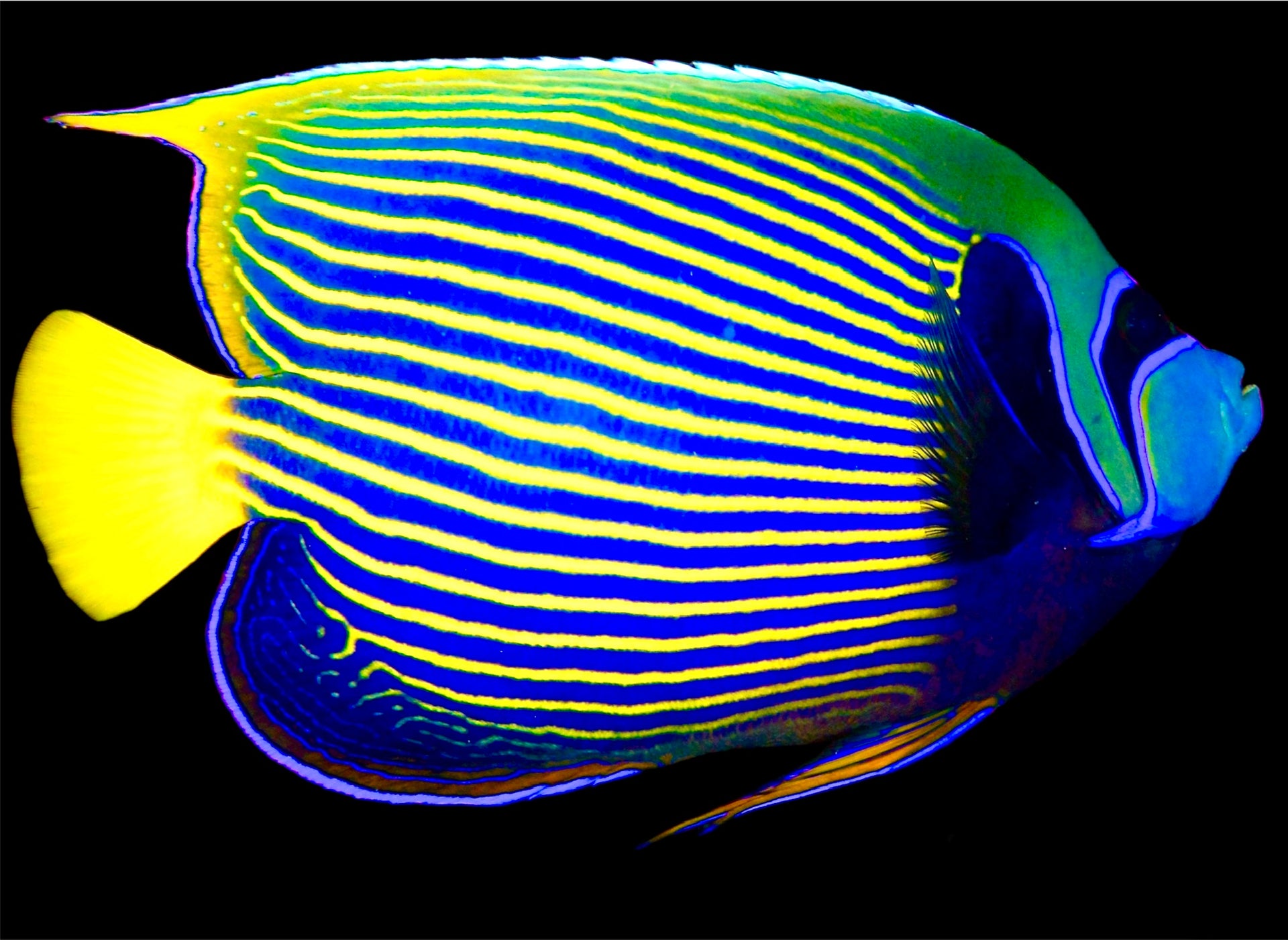 Emperor Angelfish Adult Size: XL 6
