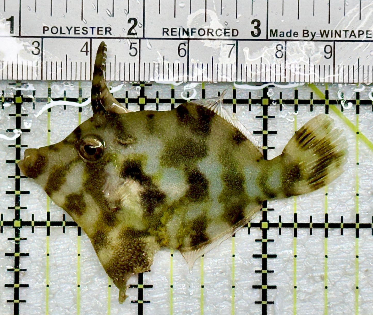 Aiptasia Eating Filefish AEF092102 WYSIWYG Size: M 2.75" approx