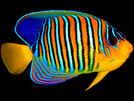 Regal Angelfish Sumatra  Yellow Belly (Vibrant Color Indo) Size: L 5" to 6"