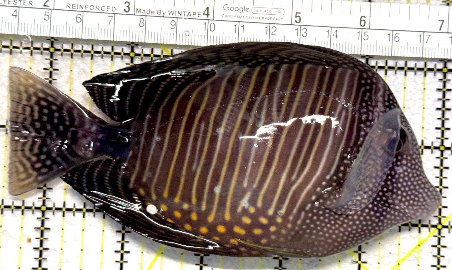 Desjardini Tang (Red Sea Sailfin Tang) DT102301 WYSIWYG Size: XL 5.5" approx