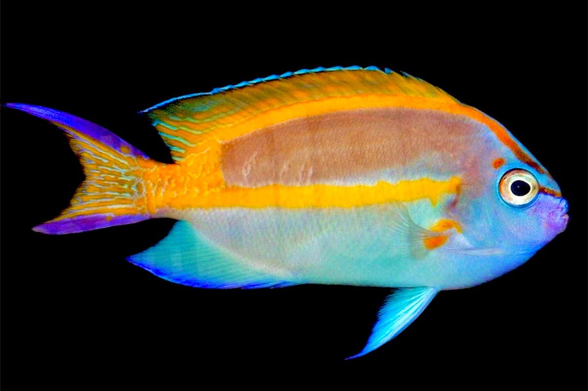 Bellus Angelfish - Violet Aquarium 