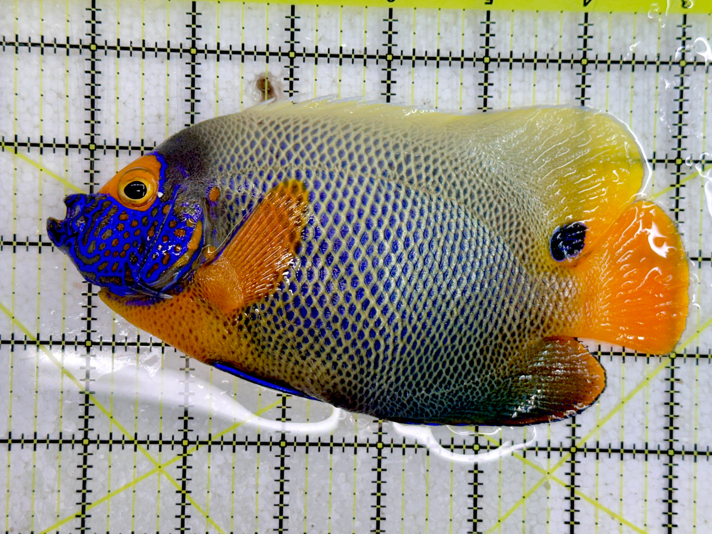 Blueface Angelfish Adult (Sumatra Vibrant Colors) BAA091701 WYSIWYG Size: XXL/Show 6.5" approx