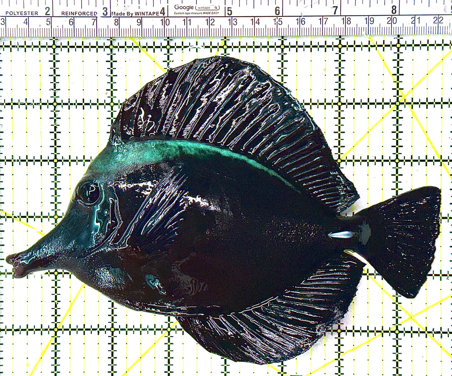 Black Tang BT110701 WYSIWYG Size: XXL/SHOW 8.5”