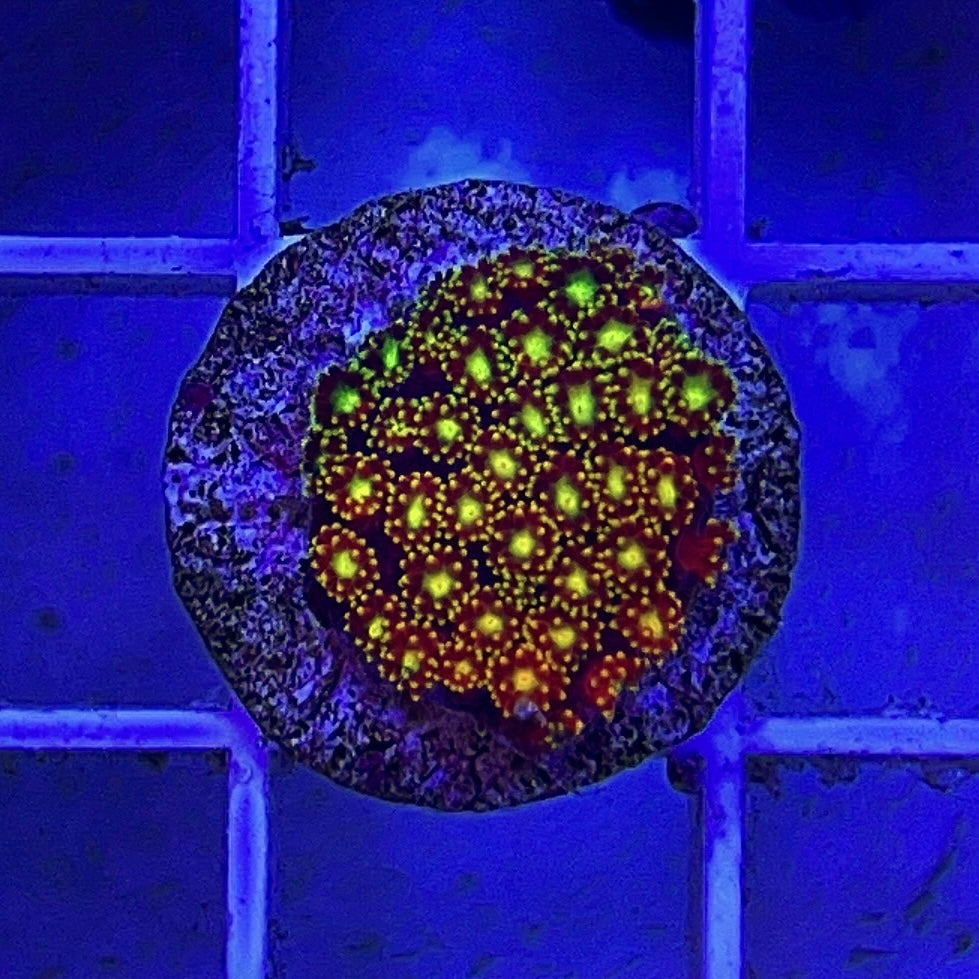 Laffy Taffy Goniopora Minor (Aquacultured)