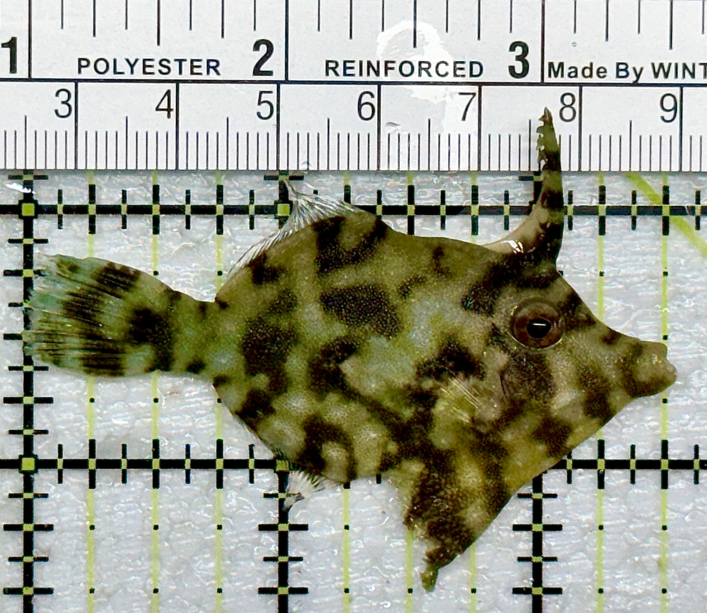 Aiptasia Eating Filefish AEF101602 WYSIWYG Size: M 2.5" approx