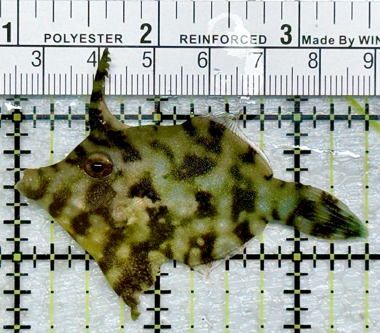 Aiptasia Eating Filefish AEF101602 WYSIWYG Size: M 2.5" approx