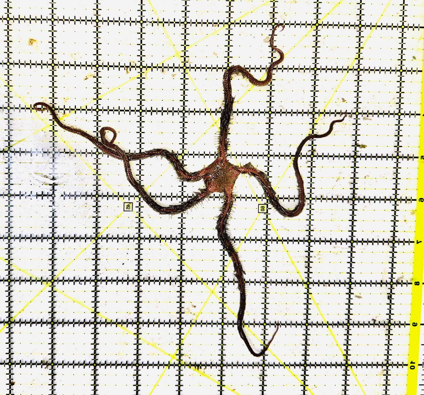 Red Brittle Starfish BS111301 WYSIWYG Size: L 8" approx