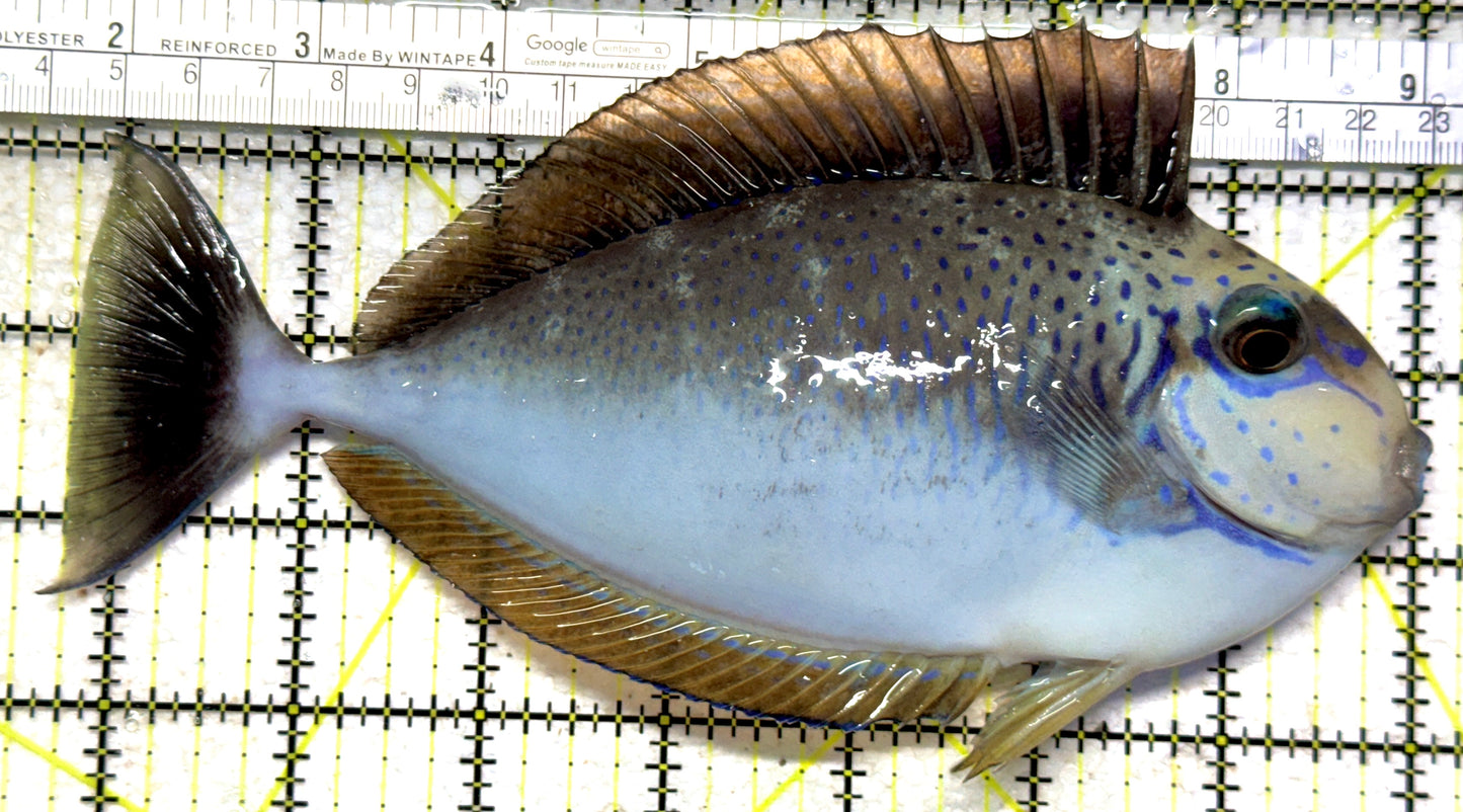 Vlamingi Unicorn Tang VUT102301 WYSIWYG Size: XXL 7.5" approx