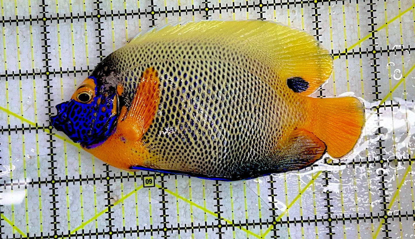 Blueface Angelfish Adult (Sumatra Vibrant Colors) BAA091703 WYSIWYG Size: XL 5.5" approx