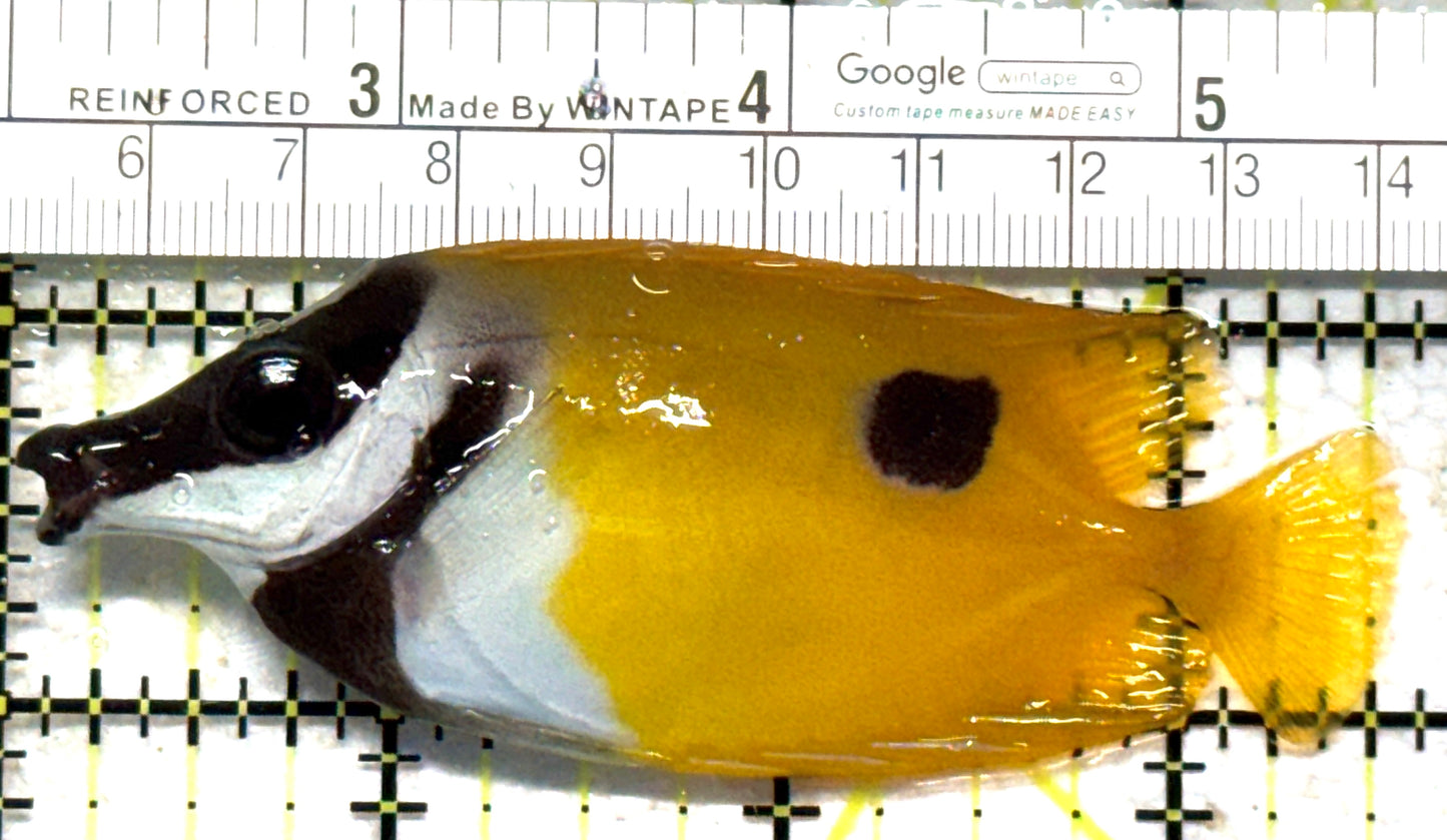 Onespot Foxface OF102301 WYSIWYG Size: M 3.5" approx