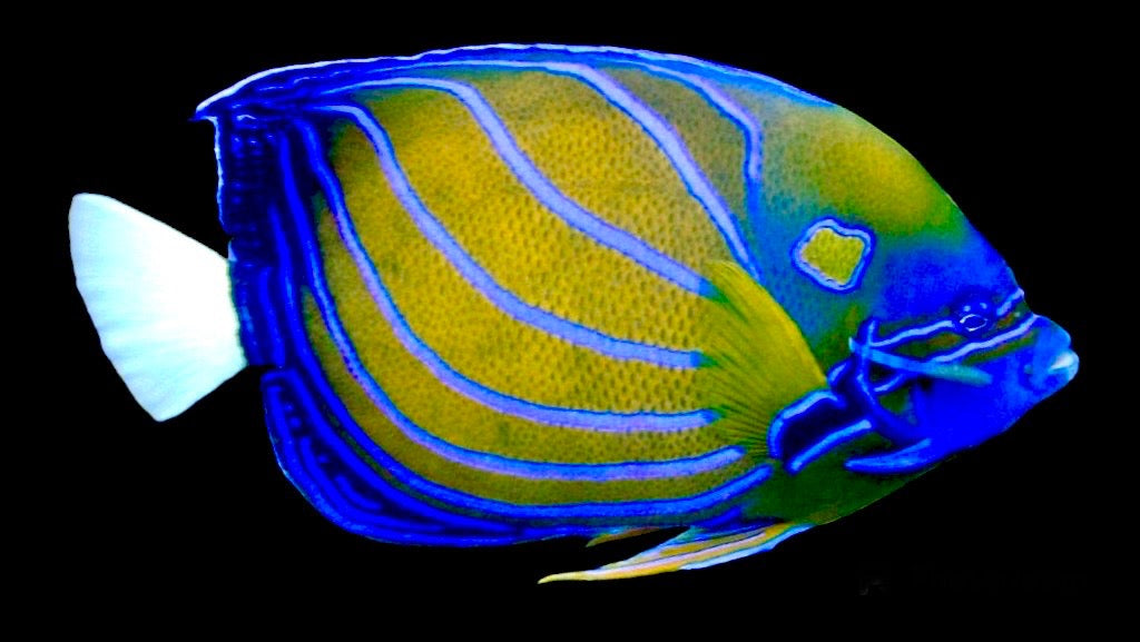 Blue Ring Angelfish Adult Size: S 3" to 4"