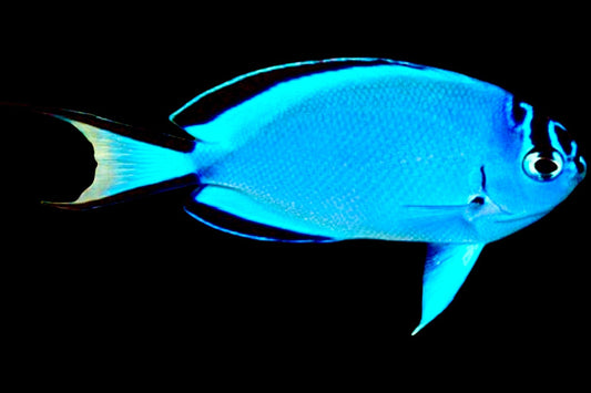 Watanabe Angelfish (Female) Size: S 1.5" to 2.5" - Violet Aquarium 