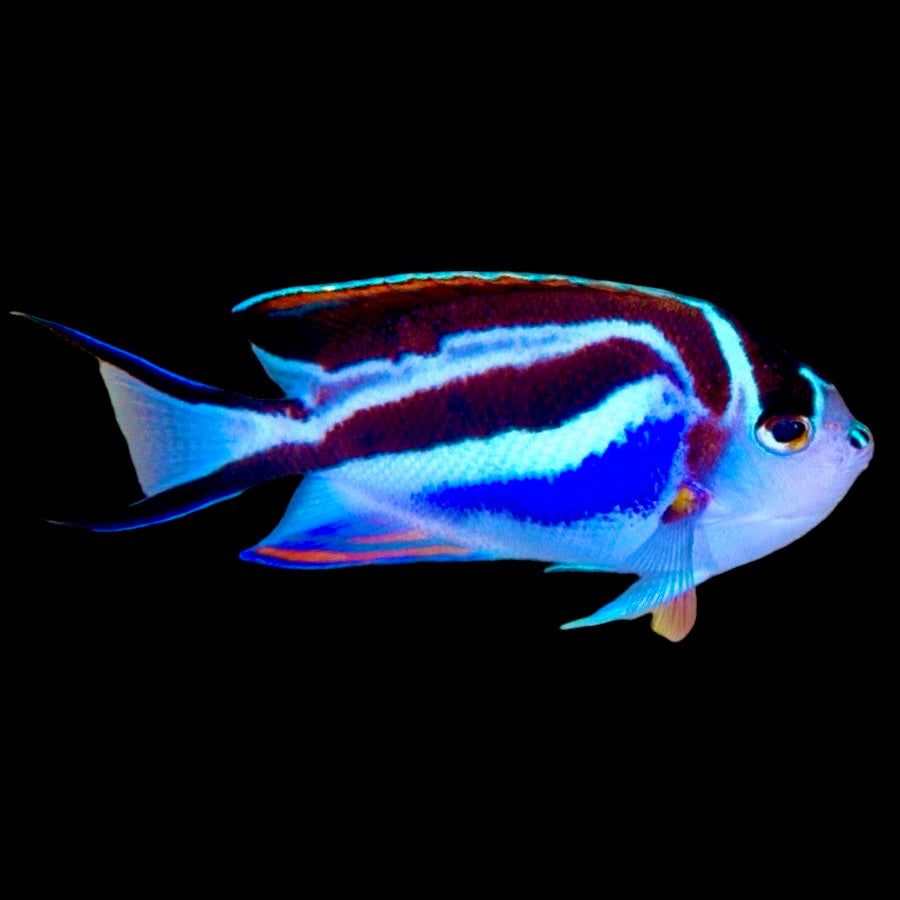 Bellus Angelfish Size: XL 5" to 6" - Violet Aquarium 