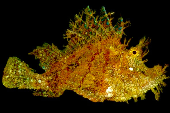 Golden Frilly Weedy Rhinopias Fish Size: S 1