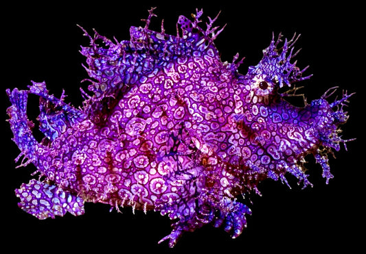 Multicolor Weedy Rhinopias - Violet Aquarium 