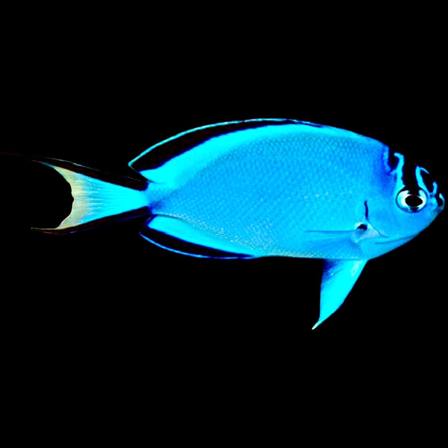 Watanabe Angelfish (Female) Size: M 2" to 3"