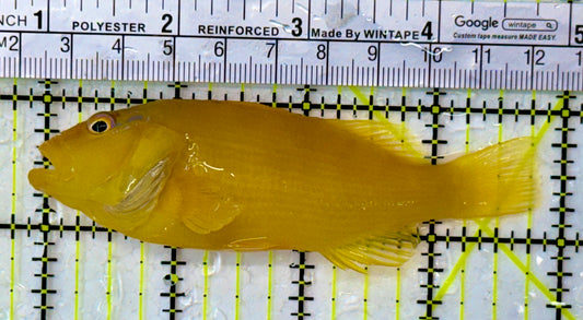 (Tahitian) Lemon Yellow Golden Hawkfish Size: XXL/Show 4" and Above