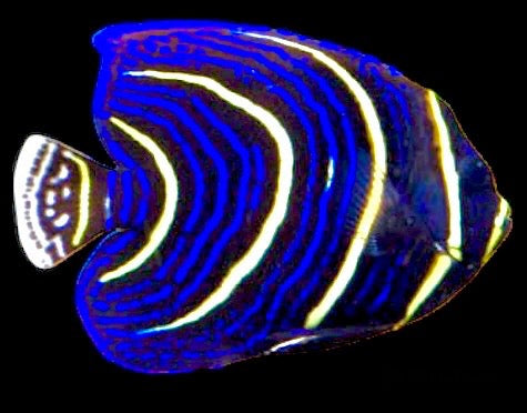 Cortez Angelfish Juvenile (Coasta Rica) Size: L 3" to 4"