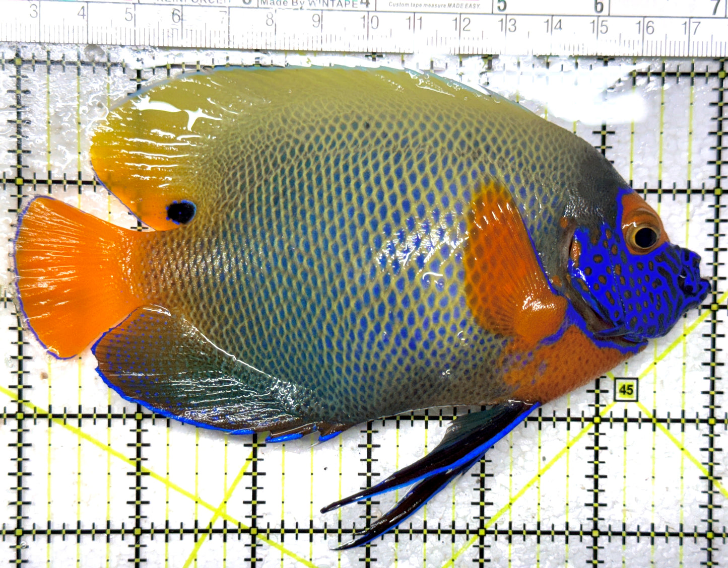 Blueface Angelfish Adult (Sumatra Vibrant Colors) BAA102401 WYSIWYG Size: XL 6" approx