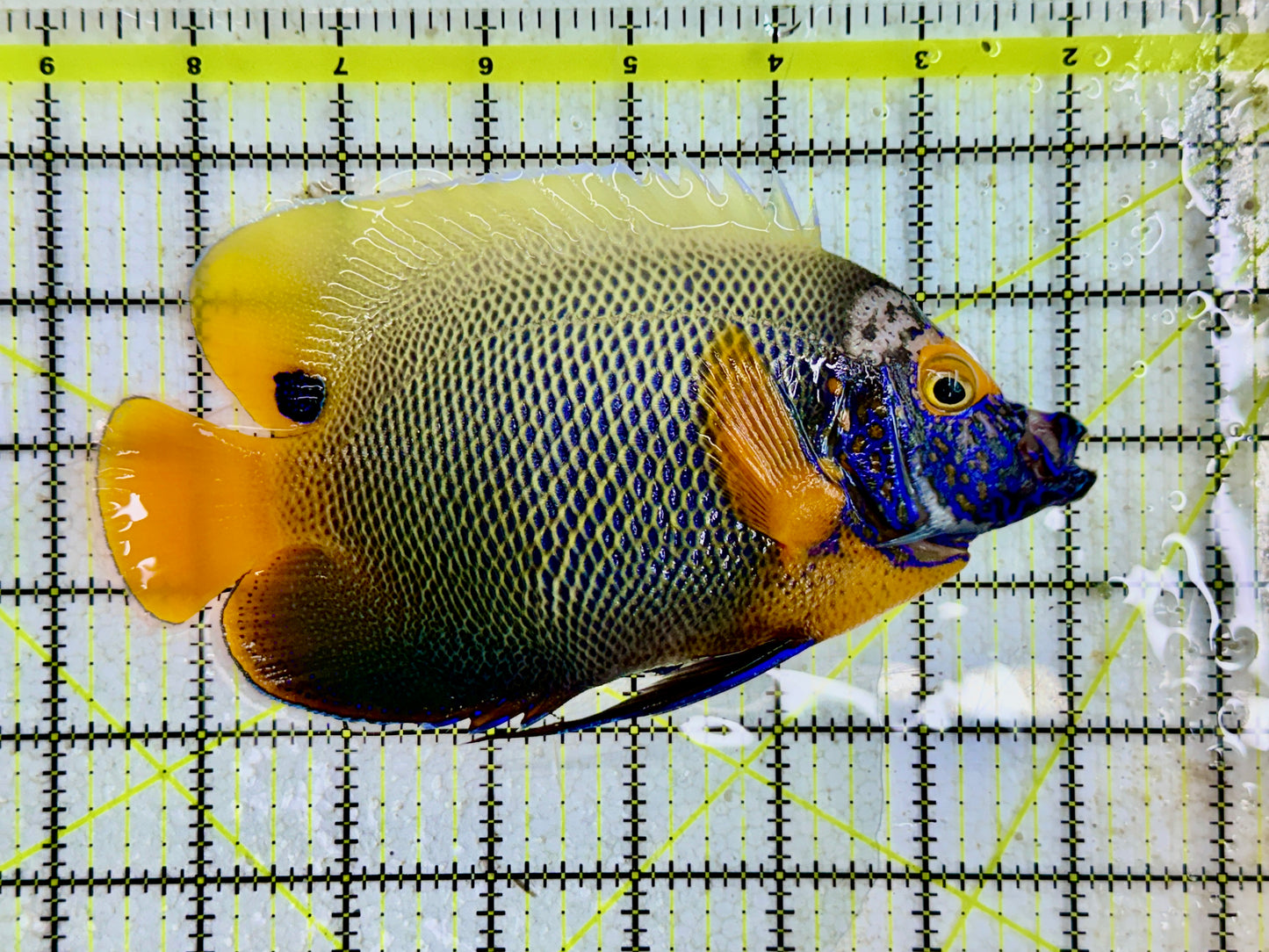 Blueface Angelfish Adult (Sumatra Vibrant Colors) BAA091702 WYSIWYG Size: XXL/Show 6.5" approx