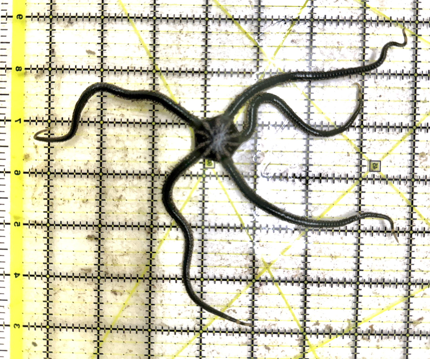 Olive Green Brittle Starfish OGBS111301 WYSIWYG Size: XL 6" approx