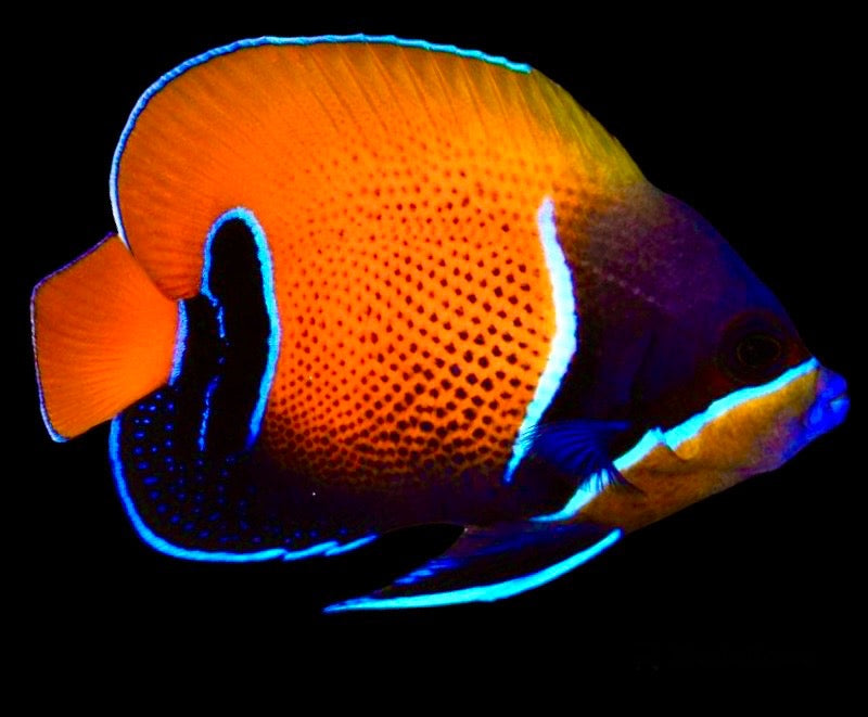 Majestic Angelfish Size: S 2.0" to 3" - Violet Aquarium 