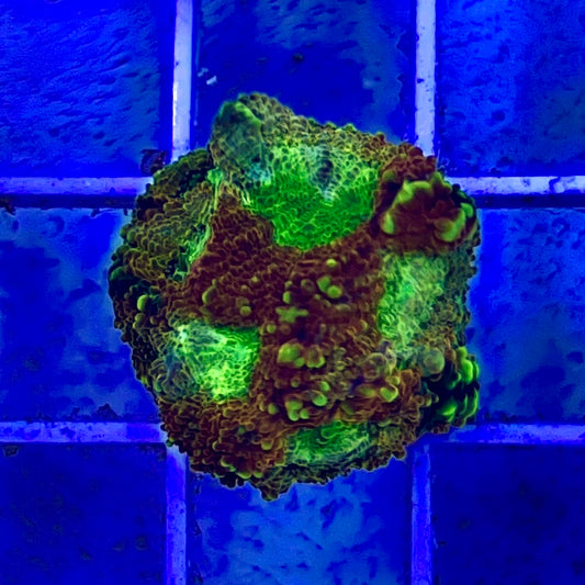 Pumpkin Echinata (Aquacultured)