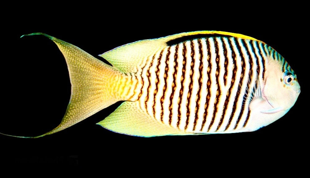 Swallowtail Angelfish Male (Reefsafe) - Violet Aquarium 