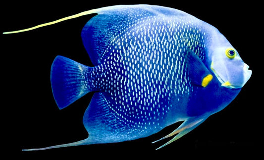French Angelfish Size: ML 4" to 5"