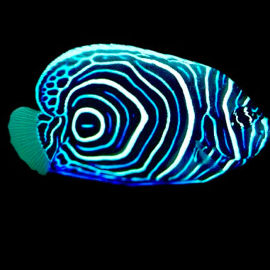 Emperor Angelfish Juvenile Size: Tiny 1.5" Approx - Violet Aquarium 