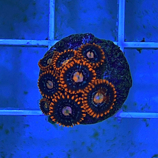 Fire and Ice Zoa (Aquacultured)