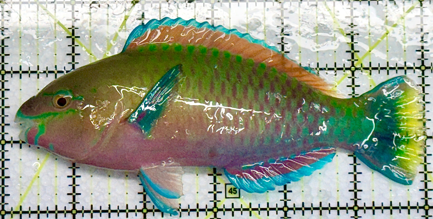 Princess Parrotfish PP101001 WYSIWYG Size: XL 5.75 approx