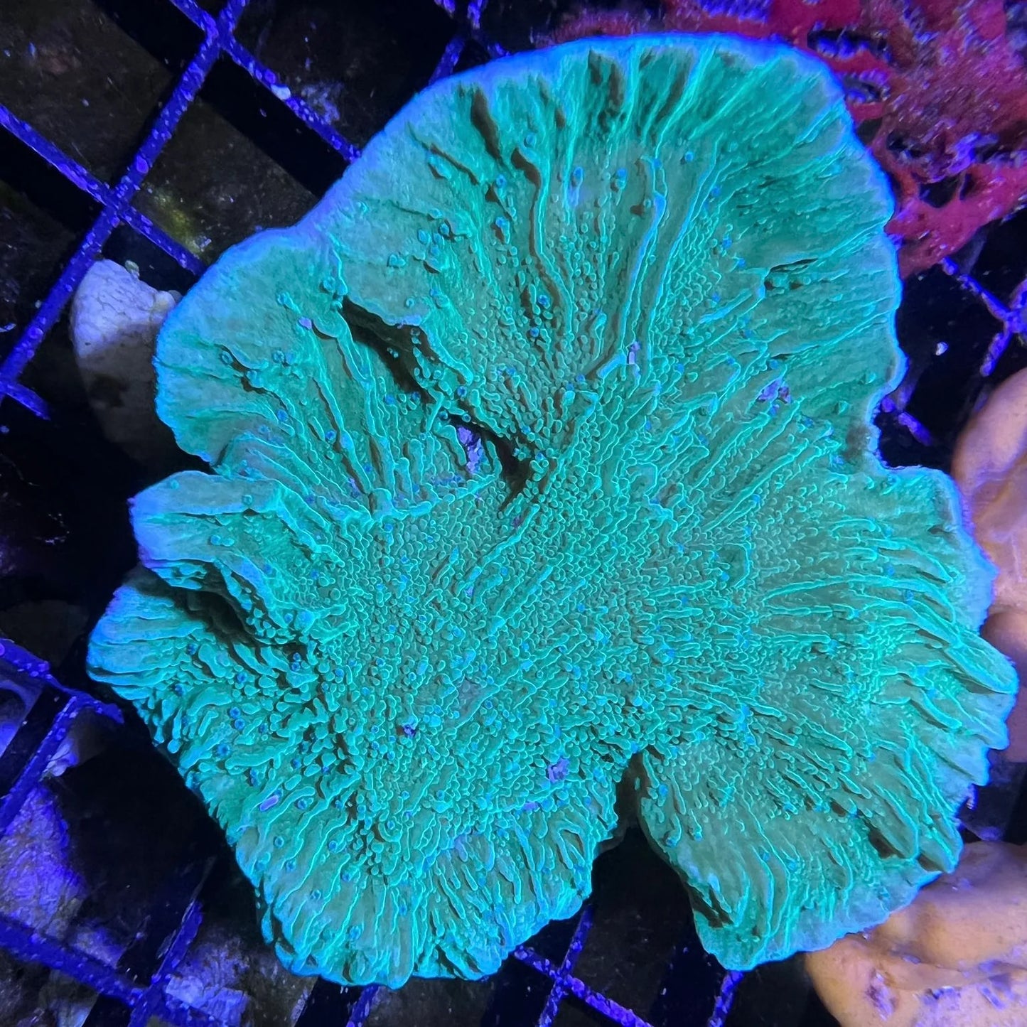 Green Montipora Assorted Size: M 0.75" to 1" Approx Frag - Violet Aquarium 