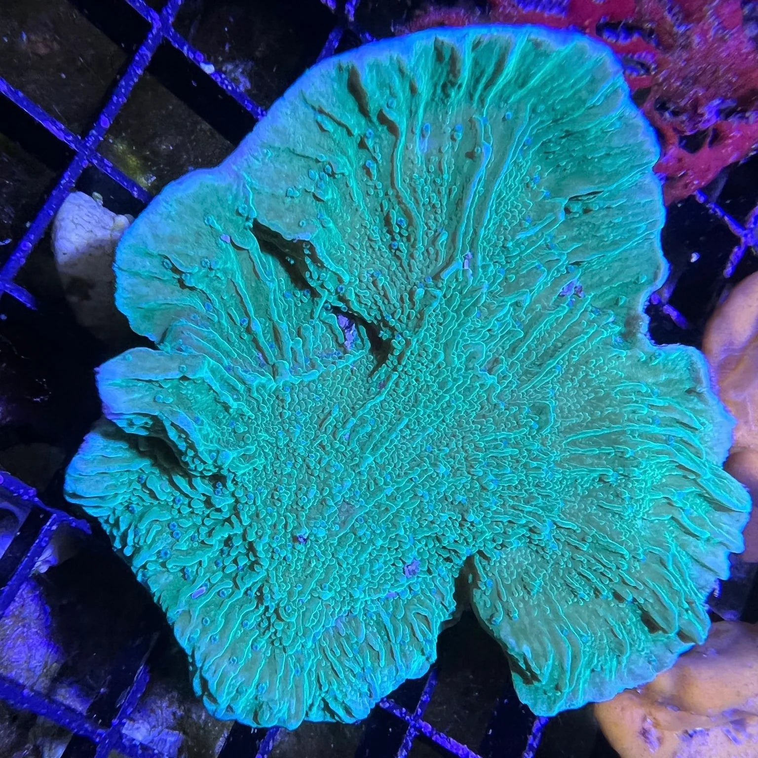Green Montipora Assorted Size: M 0.75" to 1" Approx Frag - Violet Aquarium 
