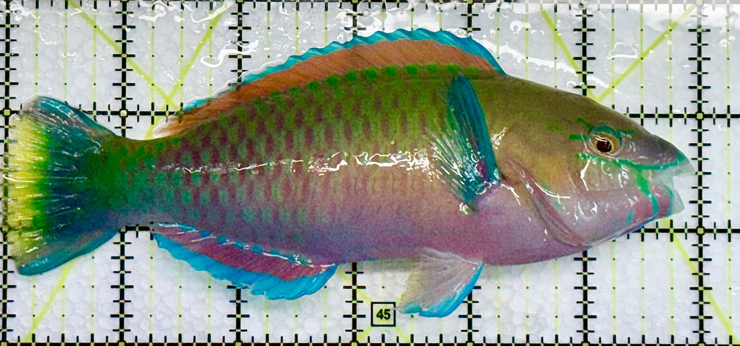 Princess Parrotfish PP101001 WYSIWYG Size: XL 5.75 approx