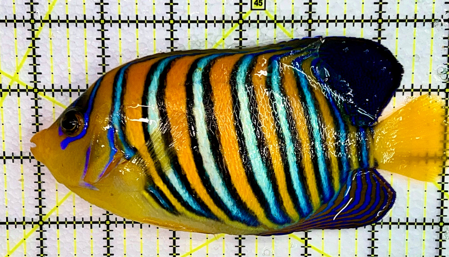 Regal Angelfish Yellow Belly Rare (Maldives) RAYBR073001 WYSIWYG Size:XL 6.25 approx