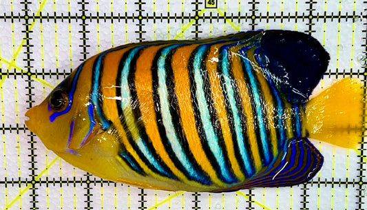 Regal Angelfish Yellow Belly Rare (Maldives) RAYBR073001 WYSIWYG Size:XL 6.25 approx