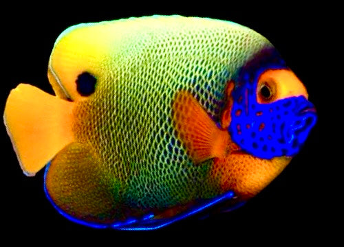 Blueface Angelfish Adult (Sumatra Vibrant Colors) Size: S 2.5" to 3" - Violet Aquarium 