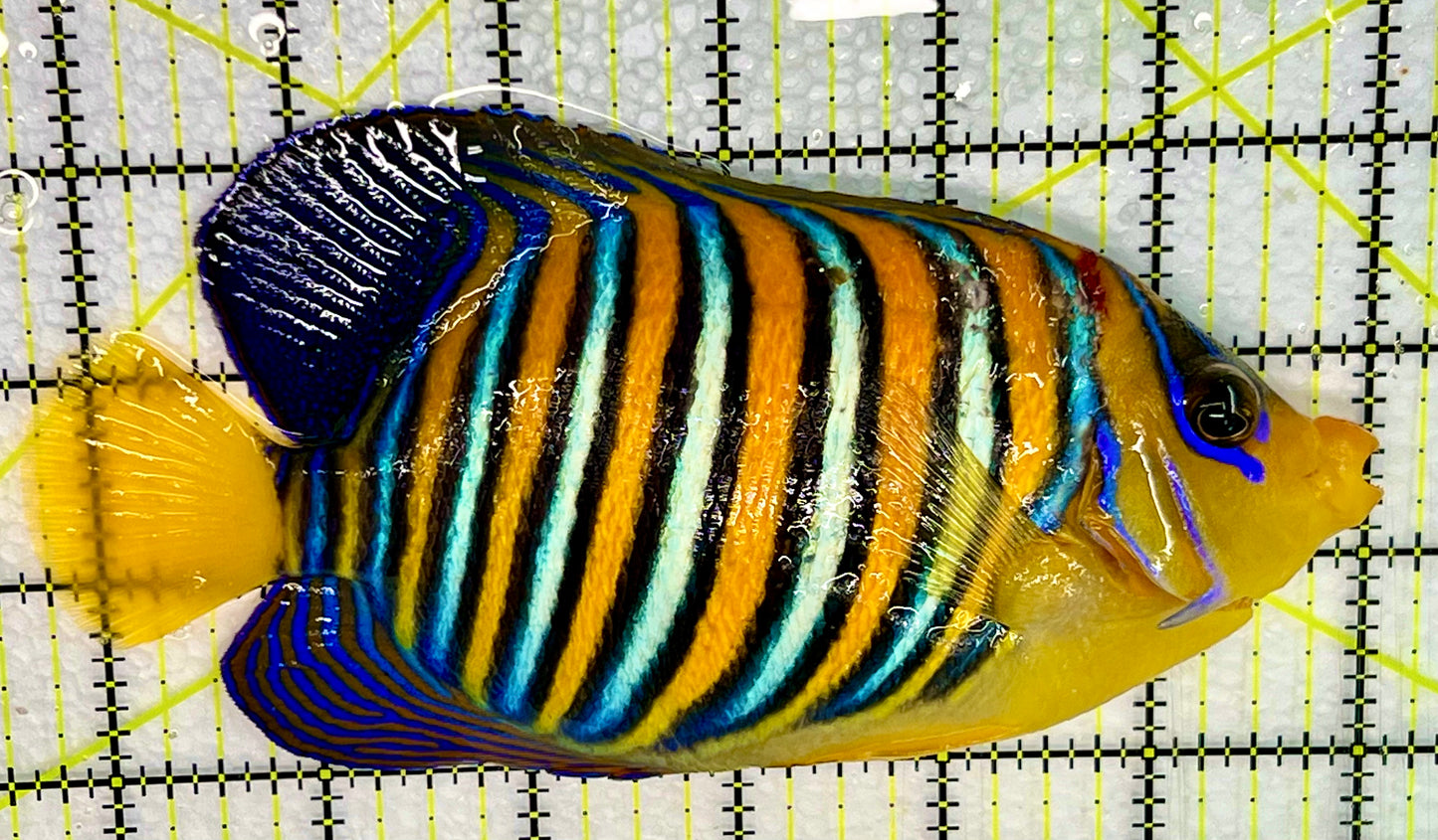 Regal Angelfish Yellow Belly Rare (Maldives) RAYBR073001 WYSIWYG Size:XL 6.25 approx