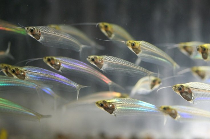 Glass Cat Fish Thailand Import Grade A