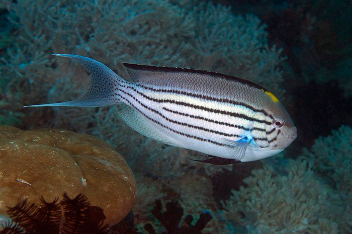 Lamarck Angelfish  Male Size: XXXL/SHOW 6" and Above (Solomon Islands)
