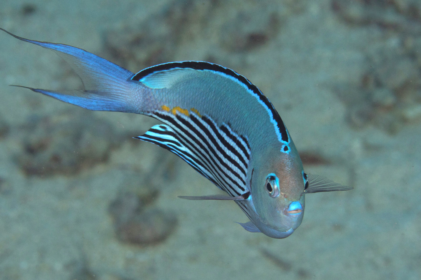 Watanabe Angelfish (Male Tonga Special Grade) Size: XXL/Show 6" and Above