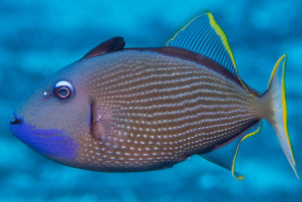 Male Blue Throat Triggerfish (Reefsafe) Size: M 2" to 3" - Violet Aquarium 